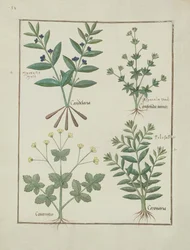 Illustration aus dem Buch der einfachen Medizin von Mattheaus Platearius, ca. 1470